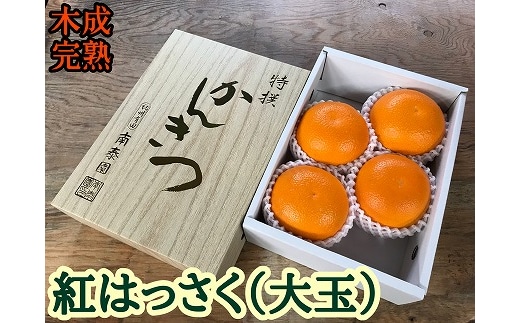 木成完熟 紅はっさく 特秀 大玉 2L × 4玉入 化粧小箱 南泰園【2027年4月上旬～発送】