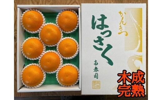 木成完熟 紅はっさく 特秀 L × 8玉 または M × 10玉 サイズ 化粧箱 南泰園【2027年4月上旬～発送】