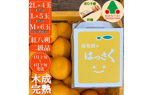 【ムッキー同梱】 ちょっと 傷あり 木成完熟 紅はっさく 2L ～ M ( 4玉 ～ 6玉 ) 手さげ箱 【2027年4月上旬～発送】