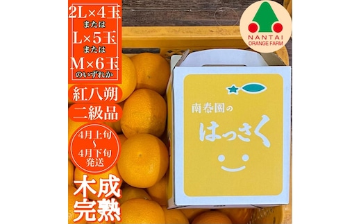 ちょっと 傷あり 木成完熟 紅はっさく 2L ～ M ( 4玉 ～ 6玉 ) 手さげ箱 【2027年4月上旬～発送】