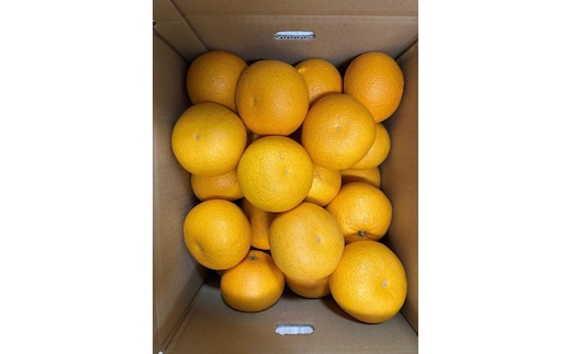 真心こめた木成り八朔 約5kg【2027年2月中旬頃より発送】【Ｍ～3Ｌサイズおまかせ】