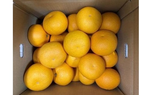 真心こめた木成り八朔 約3kg【2027年2月中旬頃より発送】【Ｍ～3Ｌサイズおまかせ】