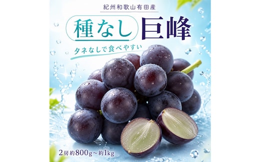 紀州有田産の種なし巨峰ぶどう２房（約800g～1kg）【2026年発送 先行予約】