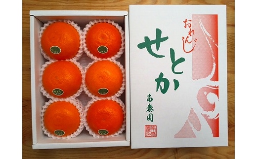 ハーフ 化粧箱 柑橘の大トロ ハウス せとか 厳選 6玉入 南泰園