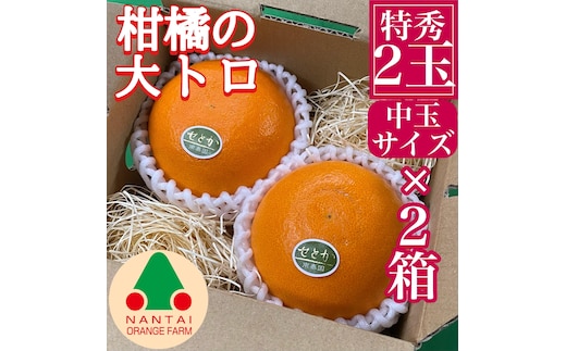 お試し規格 柑橘の大トロ ハウス せとか 厳選 中玉 2玉入 手さげ箱 × 2箱 南泰園 和歌山 有田
