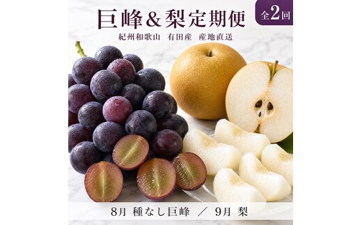 定期便 8・9月発送 紀州有田産旬のフルーツセット（種なし巨峰×2房（約800g～1kg）・梨×3玉 化粧箱入）