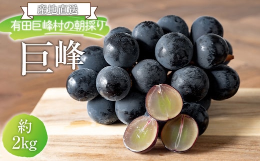 ［先行予約］[産直]有田巨峰村の朝採り巨峰 約2kg★2026年8月中旬頃より順次発送