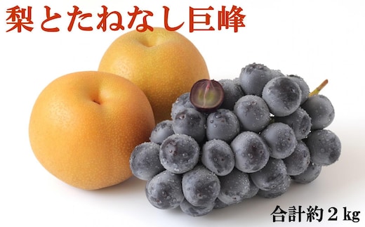 ［先行予約］［数量限定］梨とたなねし巨峰の詰め合わせ 約2kg ★2026年8月中旬頃より順次発送
