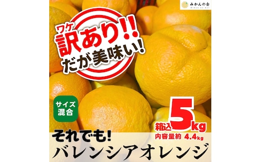 訳あり バレンシアオレンジ 国産 箱込 5kg (内容量 4.4kg ) サイズミックス 和歌山県産 産地直送 みかんの会