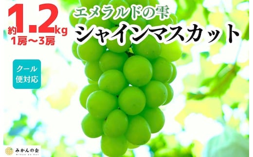 シャインマスカット 有田巨峰村 1.2kg ( 1房 ～ 3房 ) 和歌山県産 【みかんの会】