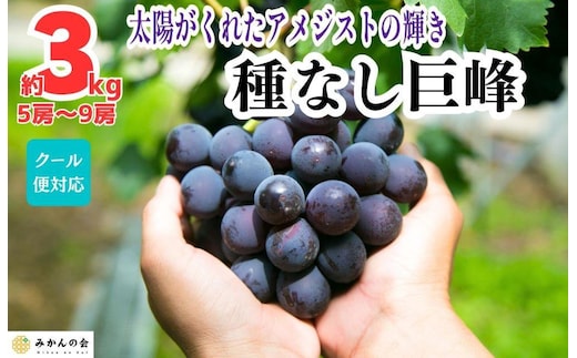 巨峰 種なし 有田巨峰村の巨峰 3kg( 5房 ～ 9房 ) 和歌山県産 【みかんの会】
