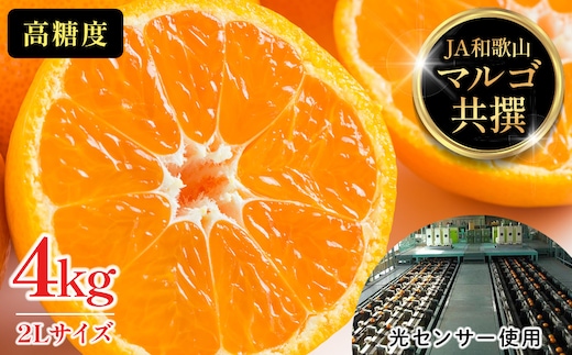 有田みかん 4kg 2Lサイズ 光センサー使用 高糖度