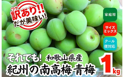 青梅 南高梅 約1kg 訳あり サイズミックス 和歌山県産 梅酒作り用 梅ジュース作り用