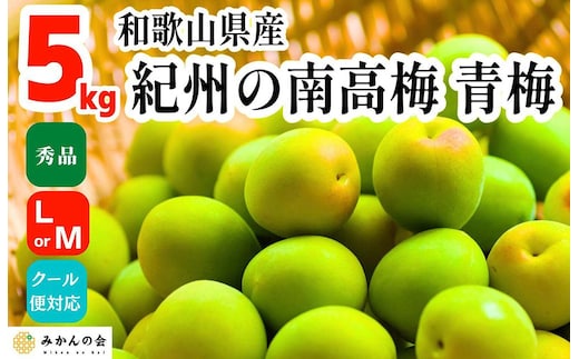 青梅 南高梅 5kg 秀品 LまたはMサイズ 和歌山県産 A品 梅酒作り用 梅ジュース作り用