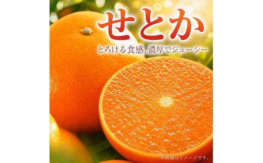 紀州有田産せとか約3kg とろける食感！ジューシー柑橘［2027年3月上旬以降発送］［先行予約］［UT03w］