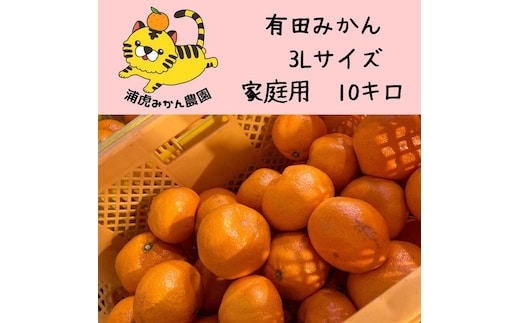 12/25までにご入金確認分は年内発送確定！温州みかん 家庭用 箱込み10kg ( 3Lサイズ以上 ) 大きいミカンが好きな人におすすめ
