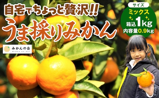 みかん うま採り 箱込約 1kg（内容量0.9kg） 光センサー選別 みかんの会厳選 サイズミックス 和歌山県産 産地直送 【みかんの会】［2026年11月中旬より順次出荷予定］