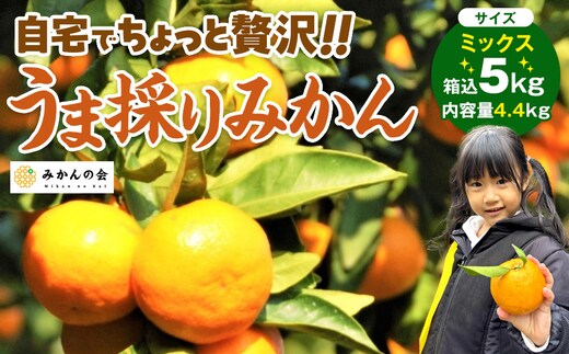 みかん うま採り 箱込約 5kg（内容量4.4kg） 光センサー選別 みかんの会厳選 サイズミックス 和歌山県産 産地直送 【みかんの会】［2026年11月中旬より順次出荷予定］
