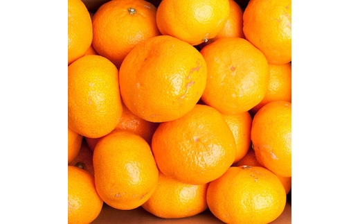 ［先行予約］家庭用 有田みかん（大玉）2.5kg+250g（傷み補償分）