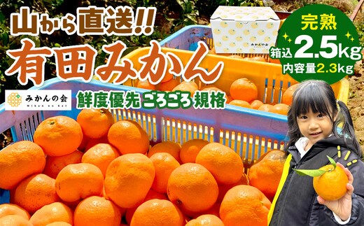 みかん 山から直送 箱込 2.5kg ( 内容量約 2.3kg ) 鮮度優先ごろごろ規格 和歌山県産 産地直送 家庭用［2025年11月中旬より順次出荷予定］［みかんの会］