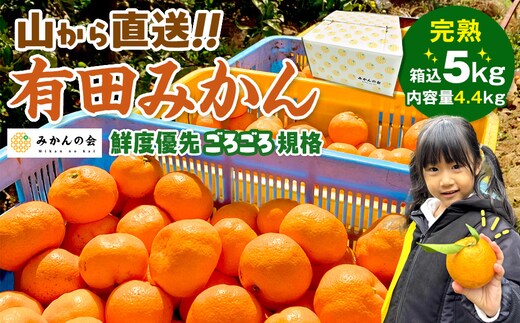 みかん 山から直送 箱込 5kg ( 内容量約 4.4kg ) 鮮度優先ごろごろ規格 和歌山県産 産地直送 家庭用［2025年11月中旬より順次出荷予定］［みかんの会］