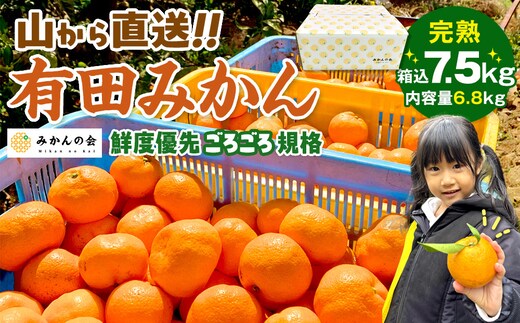 みかん 山から直送 箱込 7.5kg ( 内容量約 6.8kg ) 鮮度優先ごろごろ規格 和歌山県産 産地直送 家庭用［2025年11月中旬より順次出荷予定］［みかんの会］