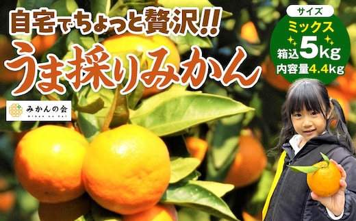 みかん うま採り 箱込約 5kg（内容量4.4kg） 光センサー選別 みかんの会厳選 サイズミックス 和歌山県産 産地直送 【みかんの会】［2025年11月中旬より順次出荷予定］