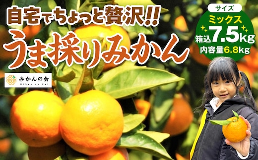 みかん うま採り 箱込約 7.5kg（内容量6.8kg） 光センサー選別 みかんの会厳選 サイズミックス 和歌山県産 産地直送 【みかんの会】［2025年11月中旬より順次出荷予定］