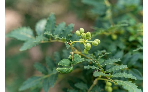 山椒の粉 4袋 セット