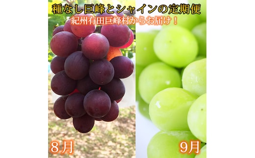 定期便 8・9月発送 紀州有田産旬のぶどうセット（種なし巨峰・シャインマスカット）