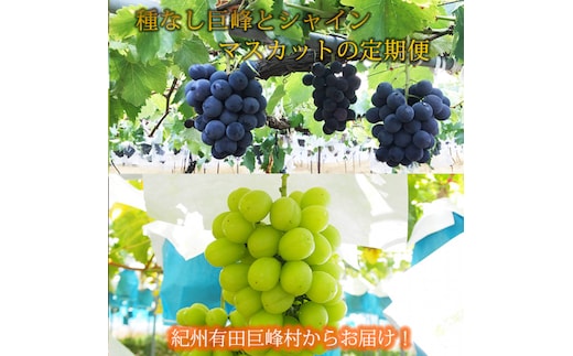 定期便 8・9月発送 紀州有田産旬のぶどうセット（種なし巨峰×約2kg・シャインマスカット×約2kg）
