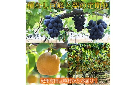 定期便 8・9月発送 紀州有田産旬のフルーツセット（種なし巨峰×2房（約800g?1kg）・梨×3玉 化粧箱入）