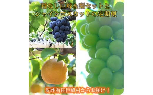 定期便 8・9月発送 紀州有田産旬のフルーツセット（種なし巨峰＆梨セット×計約2kg・シャインマスカット×約2kg）