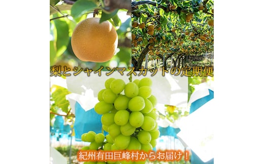定期便 8・9月発送 紀州有田産旬のフルーツセット（梨×約2kg 化粧箱入・シャインマスカット×約2kg）