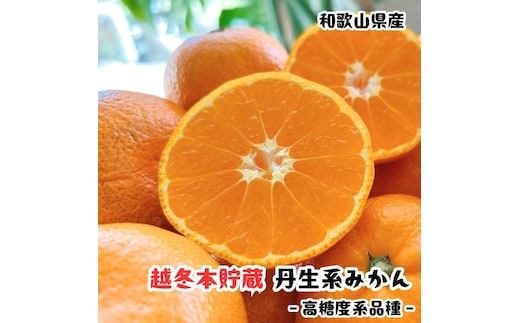 越冬本貯蔵 丹生系 みかん 3kg【先行予約】【高糖系みかん】