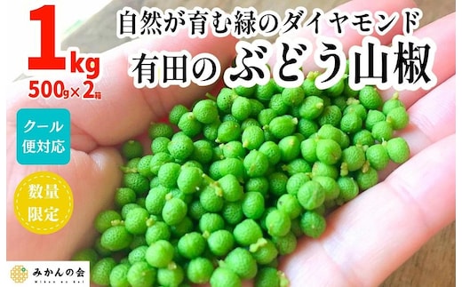 ［5月下旬出荷予定］ぶどう山椒 １kg（500g×2箱） 実山椒 生山椒 クール便対応 和歌山県産