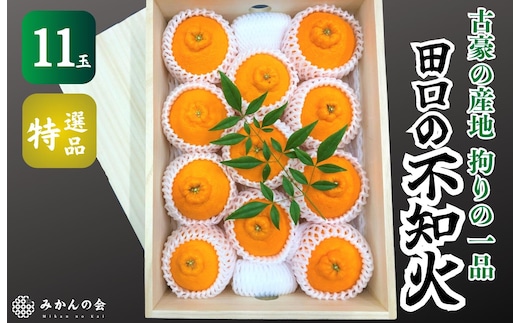 不知火 古豪の産地 田口の不知火 11玉木箱入 特選品 産地直送 贈答用 数量限定［みかんの会］
