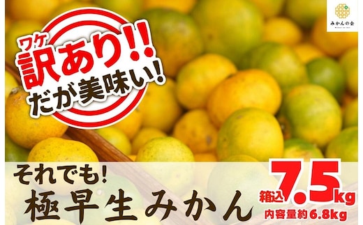 訳あり 極早生 箱込 7.5kg (内容量約 6.8kg) サイズミックス 有田みかん 和歌山県産 【みかんの会】［2026年10月上旬頃より順次発送予定］