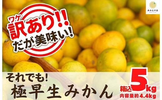 訳あり 極早生 箱込 5kg (内容量約 4.4kg) サイズミックス 有田みかん 和歌山県産 【みかんの会】［2026年10月上旬頃より順次発送予定］