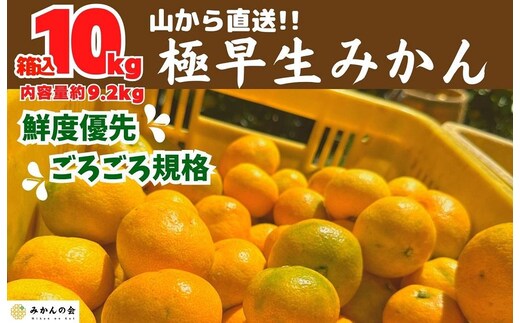 みかん 極早生 山から直送 箱込 10kg (内容量約 9.2kg) 採れたてそのままごろごろ規格 有田みかん 和歌山県産 【みかんの会】［2026年10月上旬頃より順次発送予定］