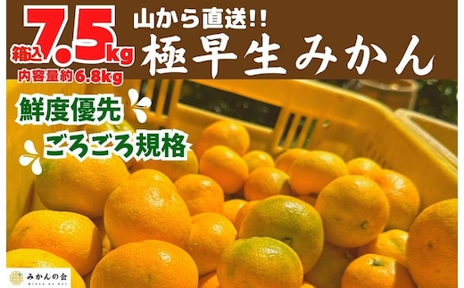 みかん 極早生 山から直送 箱込 7.5kg (内容量約 6.8kg) 採れたてそのままごろごろ規格 有田みかん 和歌山県産 【みかんの会】［2026年10月上旬頃より順次発送予定］