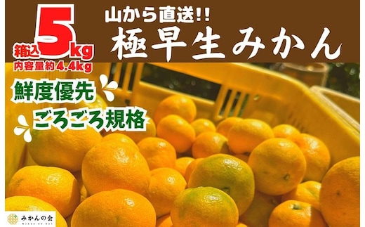 みかん 極早生 山から直送 箱込 5kg (内容量約 4.4kg) 採れたてそのままごろごろ規格 有田みかん 和歌山県産 【みかんの会】［2026年10月上旬頃より順次発送予定］