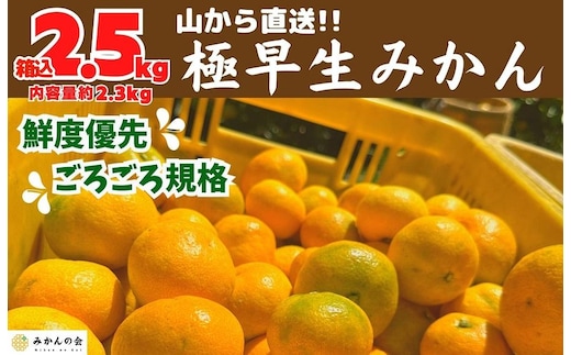 みかん 極早生 山から直送 箱込 2.5kg (内容量約 2.3kg) 採れたてそのままごろごろ規格 有田みかん 和歌山県産 【みかんの会】［2026年10月上旬頃より順次発送予定］