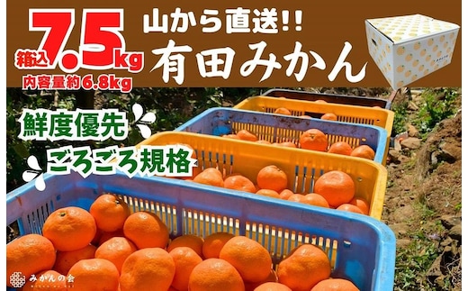 みかん 山から直送 箱込 7.5kg ( 内容量約 6.8kg ) 鮮度優先ごろごろ規格 和歌山県産 産地直送 家庭用［2025年11月中旬より2026年1月中旬頃順次出荷予定］［みかんの会］