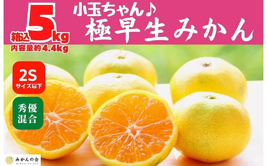 小玉みかん 極早生 箱込 5kg (内容量約 4.4kg) 3S～Sサイズ混合 秀品 優品 混合 有田みかん 和歌山県産 【みかんの会】［2026年10月上旬頃より順次発送予定］
