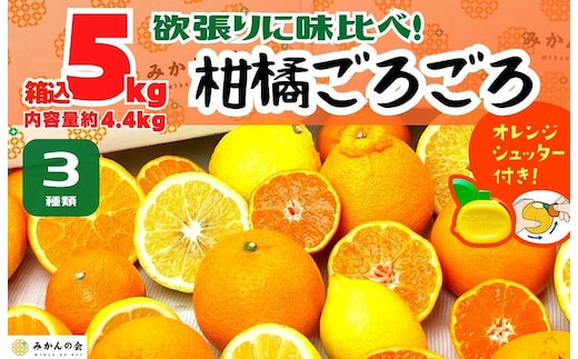 旬の柑橘食べ比べ 柑橘ごろごろ 3種 箱込 5kg(内容量約 4.4kg) 秀品 優品 混合 和歌山県産 産地直送 【おまけ付き】【みかんの会】