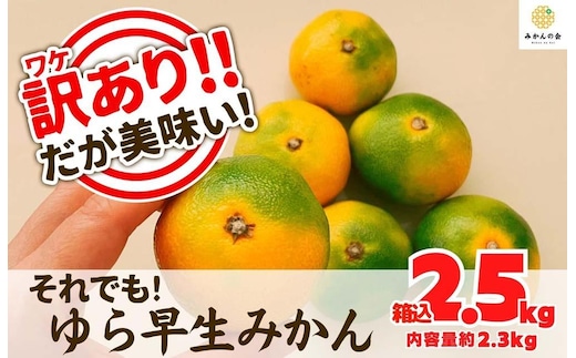 訳あり ゆら早生 みかん 箱込2.5kg (内容量 2.3kg)サイズミックス 有田みかん 和歌山県産 【みかんの会】［2026年10月下旬頃より順次発送予定］