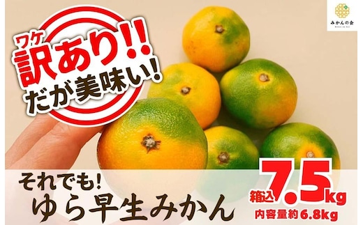 訳あり ゆら早生 みかん 箱込7.5kg(内容量 6.8kg)サイズミックス 有田みかん 和歌山県産 【みかんの会】［2026年10月下旬頃より順次発送予定］