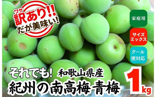 ［2026年6月上旬出荷］ 青梅 南高梅 約1kg 訳あり サイズミックス 和歌山県産 A品 梅酒作り用 梅ジュース作り用