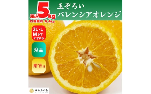 バレンシアオレンジ 国産 玉ぞろい 秀品 箱込 5kg (内容量 4.4kg ) 2L L M サイズのいずれか 和歌山県産 産地直送【みかんの会】